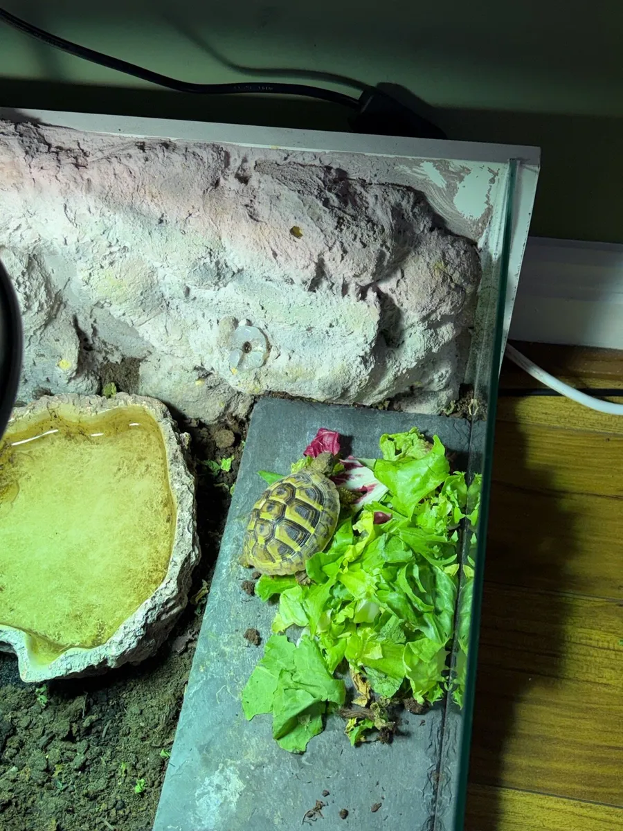 Testudo Hermanni Tortoise - Image 3
