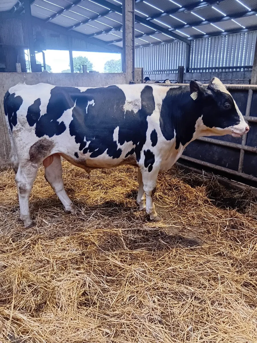 2 service age sires for sale - Image 1