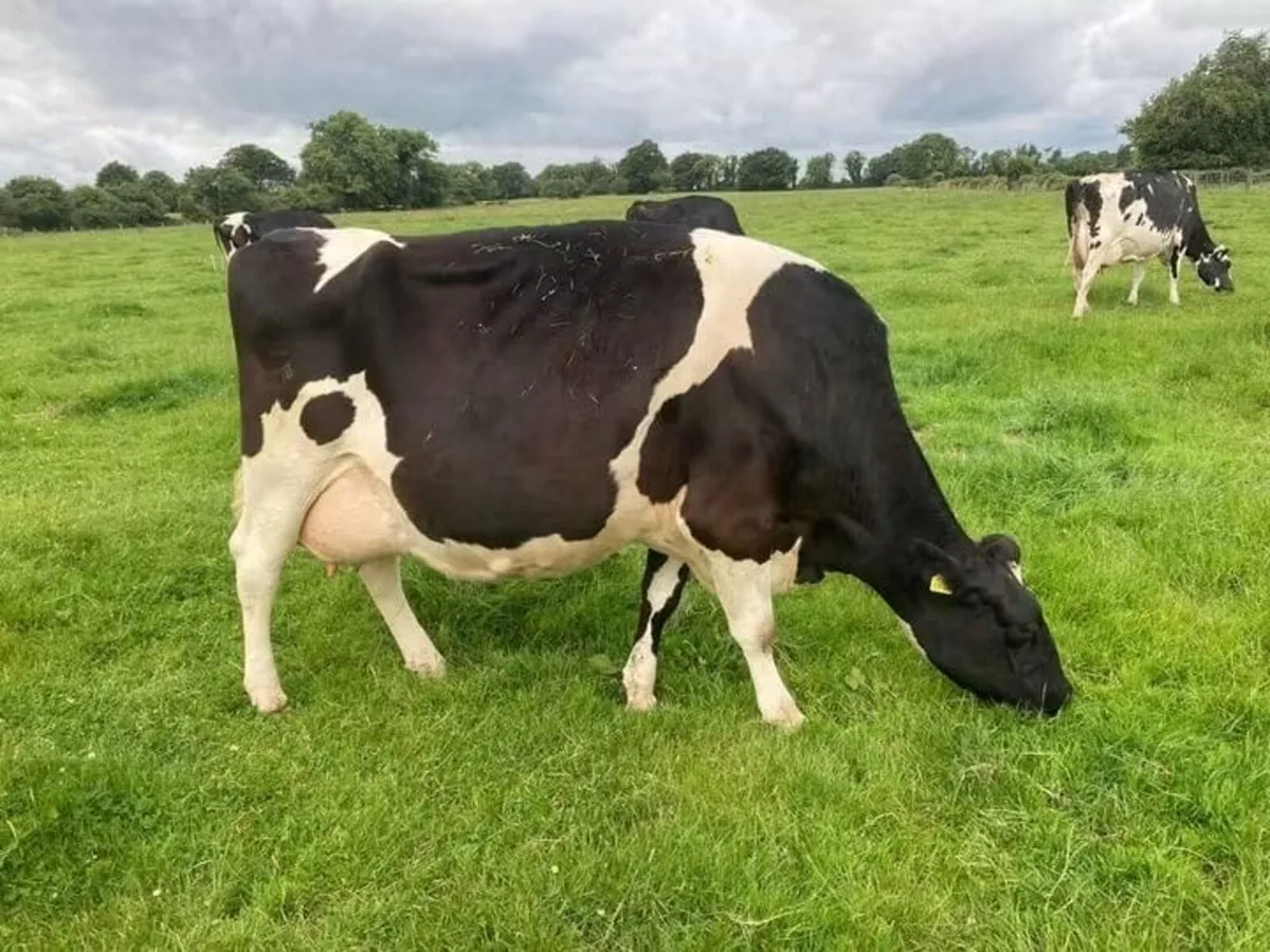 2 service age sires for sale - Image 3