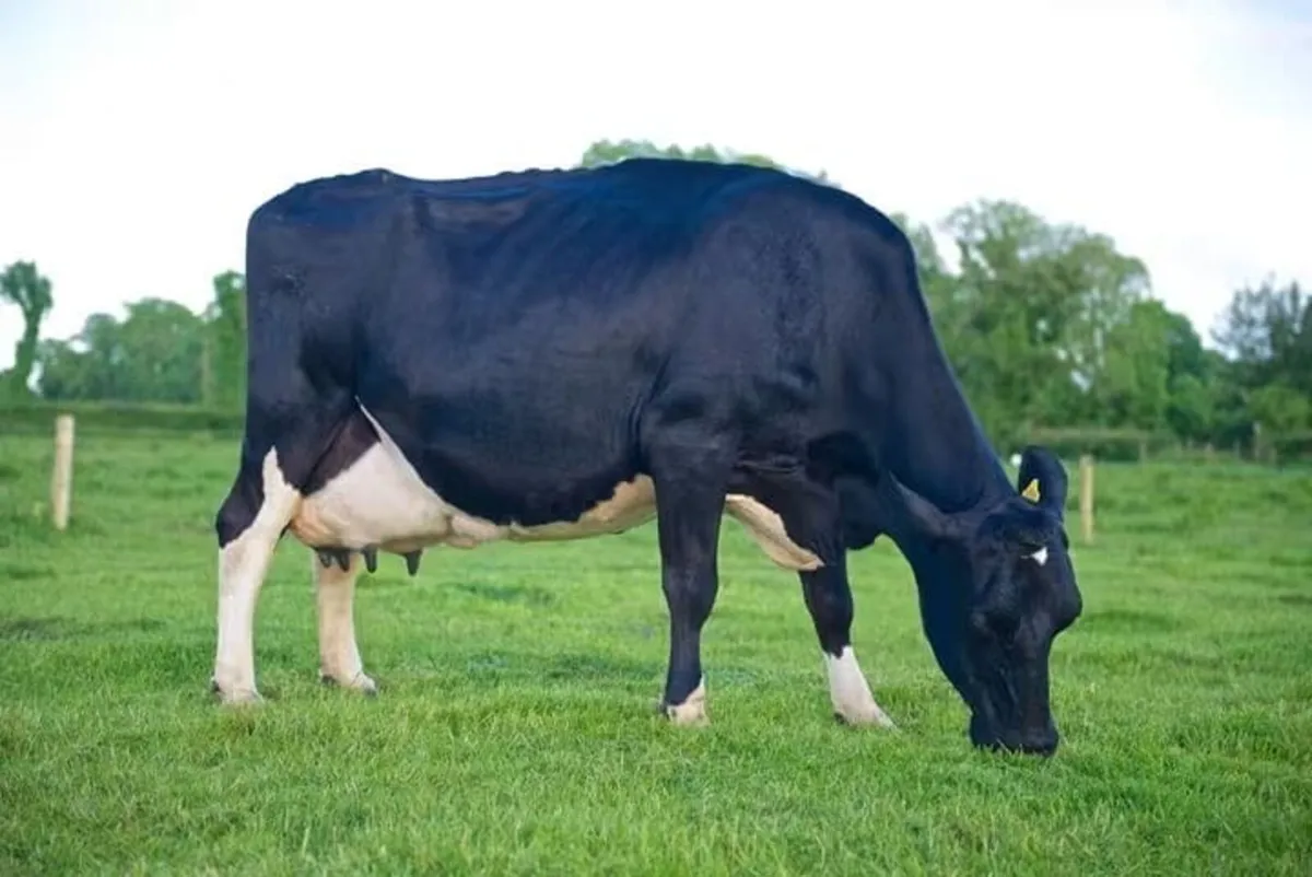 2 service age sires for sale - Image 4