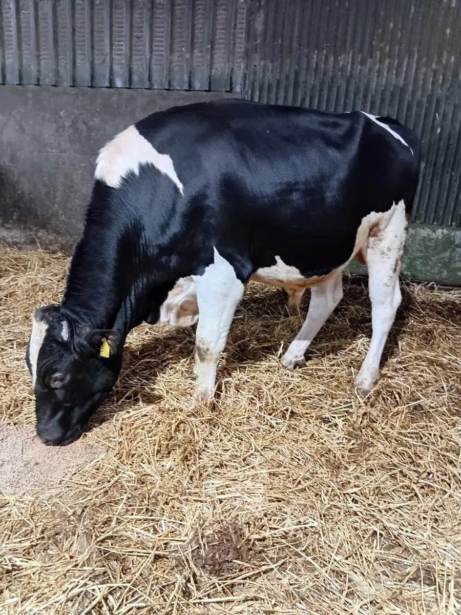 2 service age sires for sale - Image 2