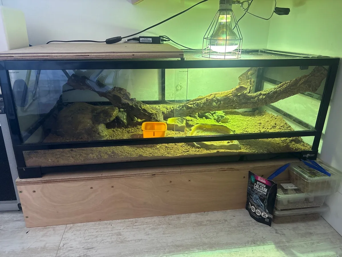Red bearded dragon and full set up - Image 1