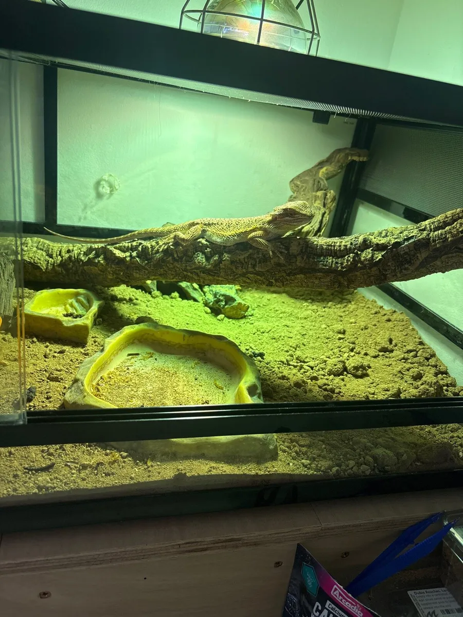 Red bearded dragon and full set up - Image 2