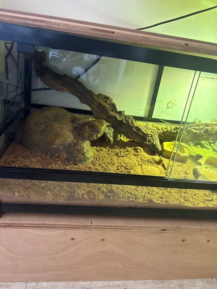 Red bearded dragon and full set up - Image 3