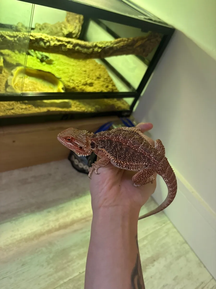 Red bearded dragon and full set up - Image 4