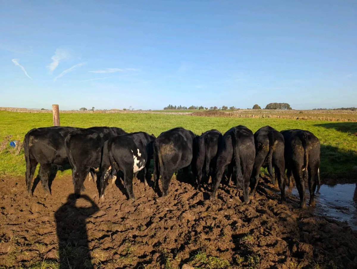 8 Angus Bullocks - Image 1