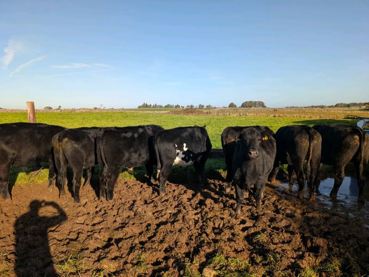 8 Angus Bullocks - Image 2