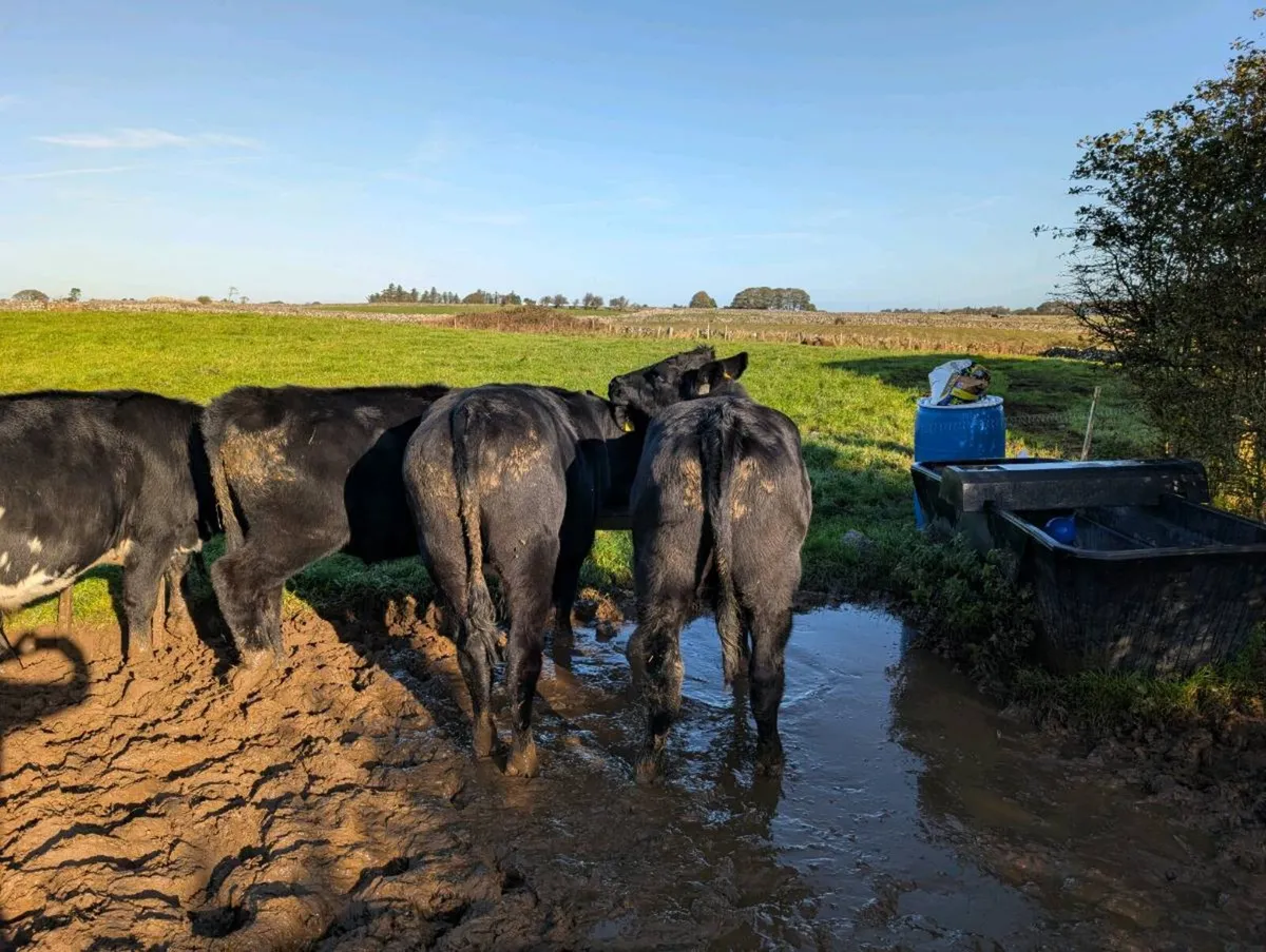 8 Angus Bullocks - Image 3
