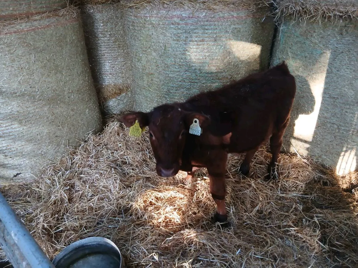 Bull calf - Image 1