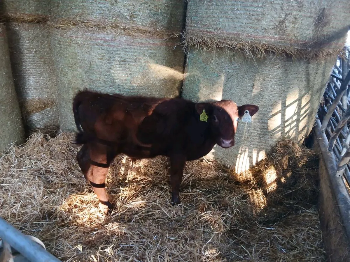 Bull calf - Image 2
