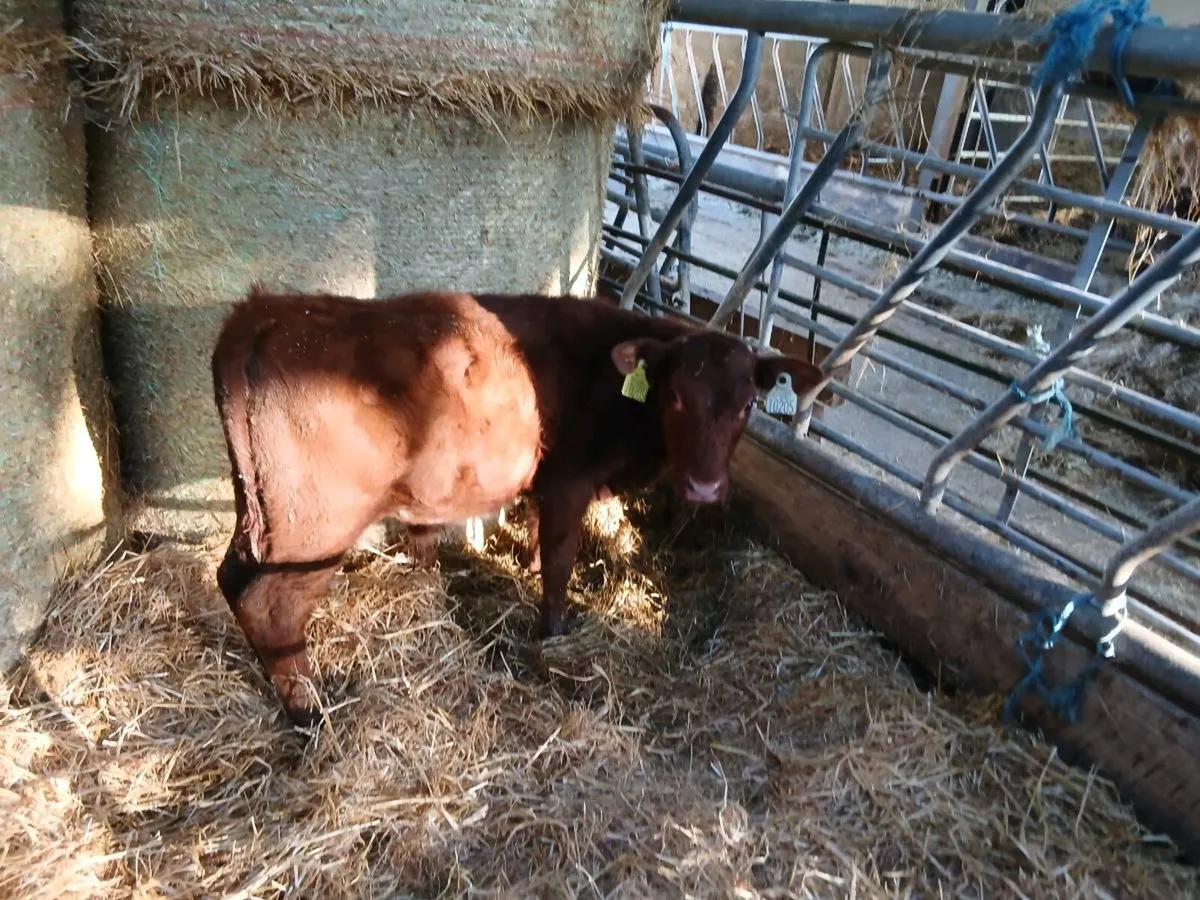 Bull calf - Image 3