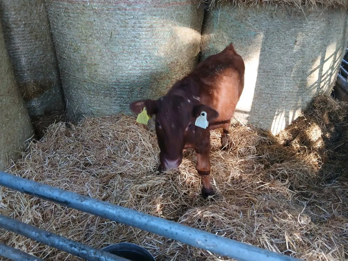 Bull calf - Image 4