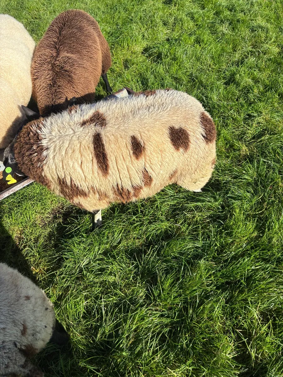 PBR Spotted dutch ewe lambs - Image 4