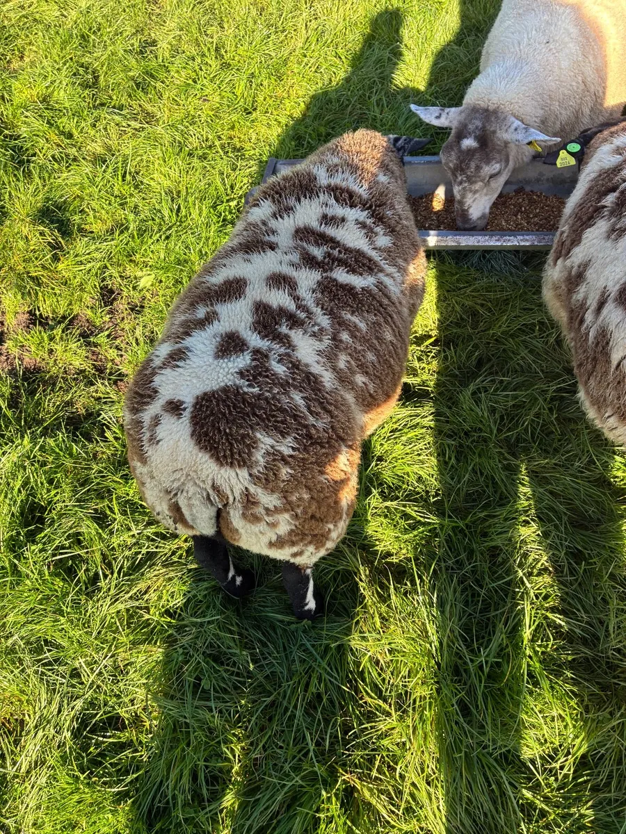 PBR Spotted dutch ewe lambs - Image 3