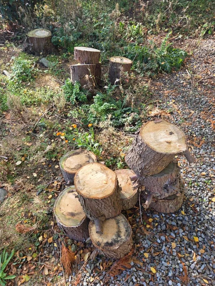 Wood - Image 2