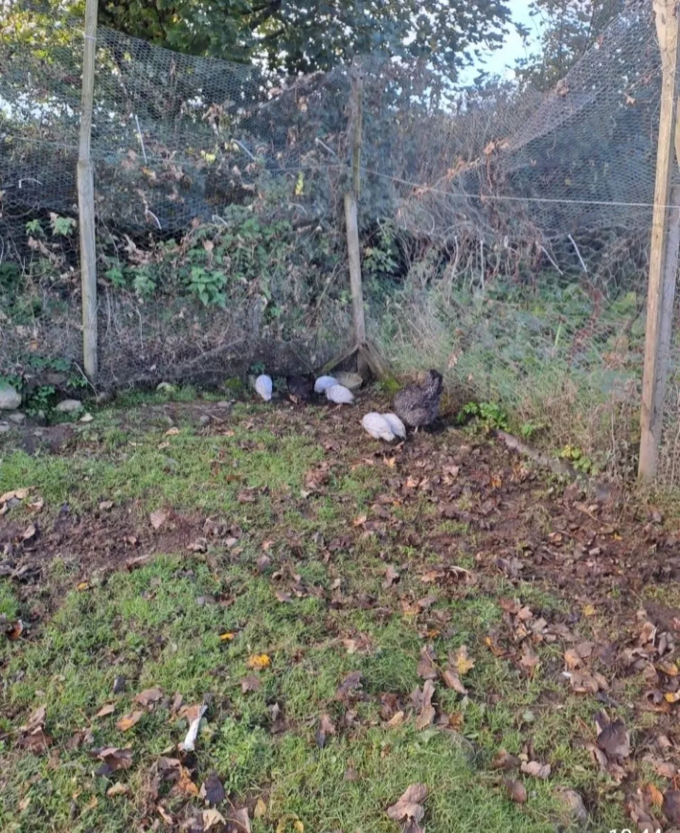 Guinea Fowl - Image 2
