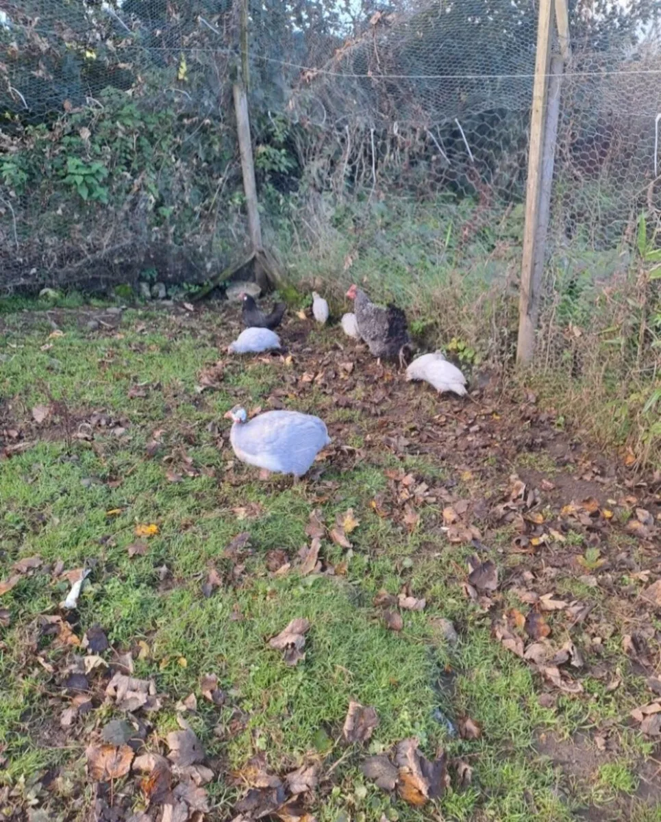 Guinea Fowl - Image 3