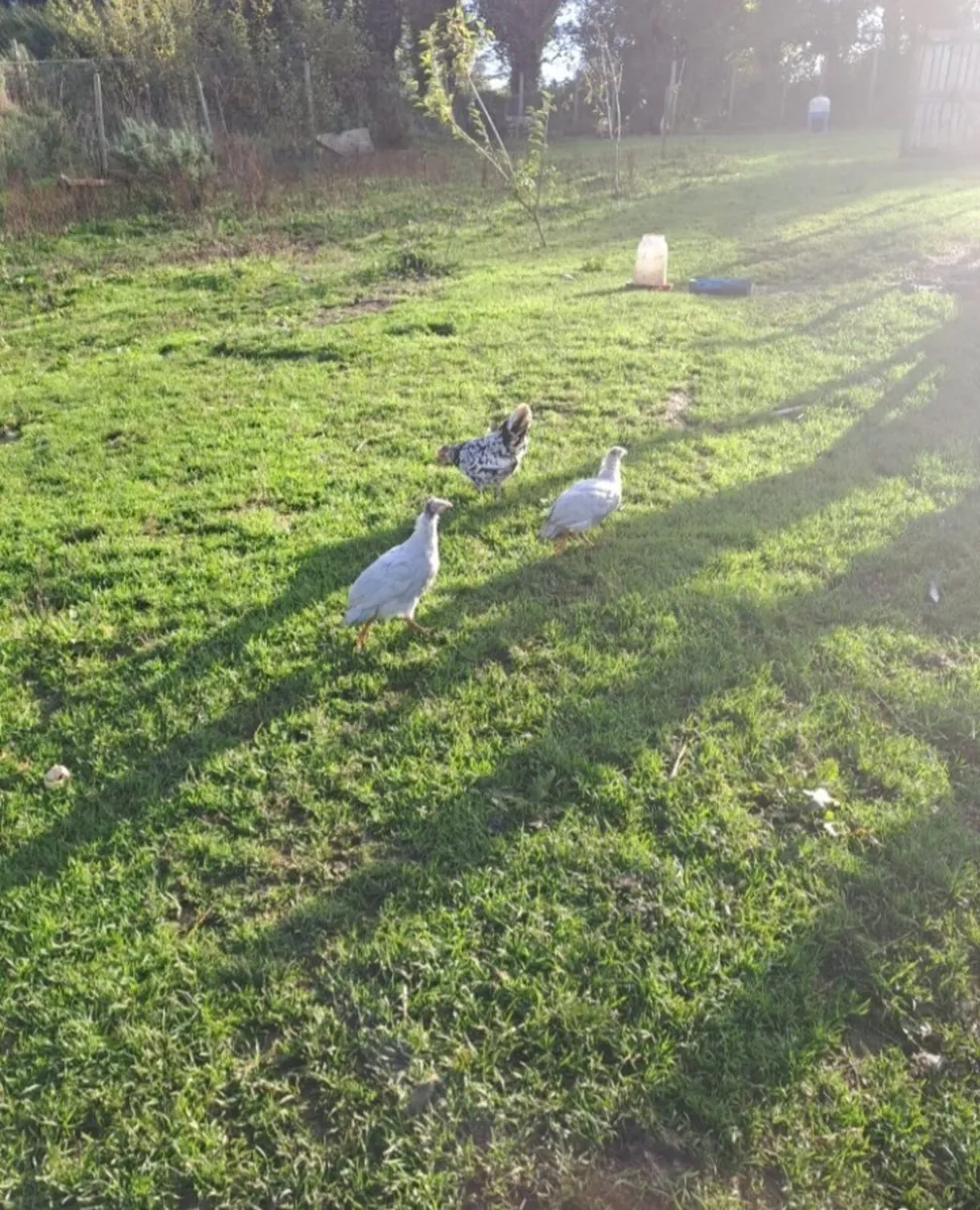 Guinea Fowl - Image 4