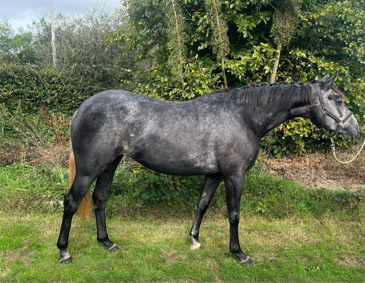 Beautifully bred ISH 5yo mare - Image 2