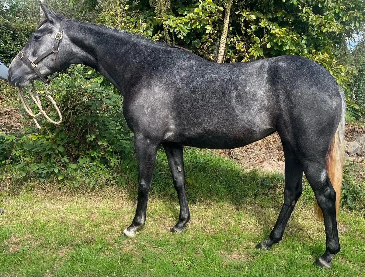 Beautifully bred ISH 5yo mare - Image 3