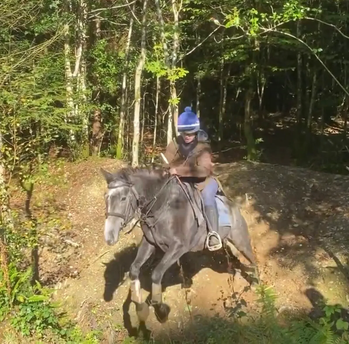 Beautifully bred ISH 5yo mare - Image 4