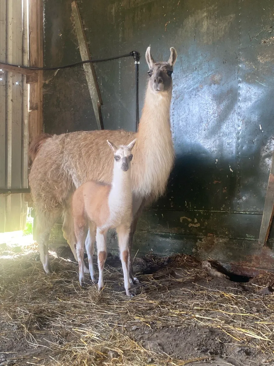 Llama with foal - Image 2