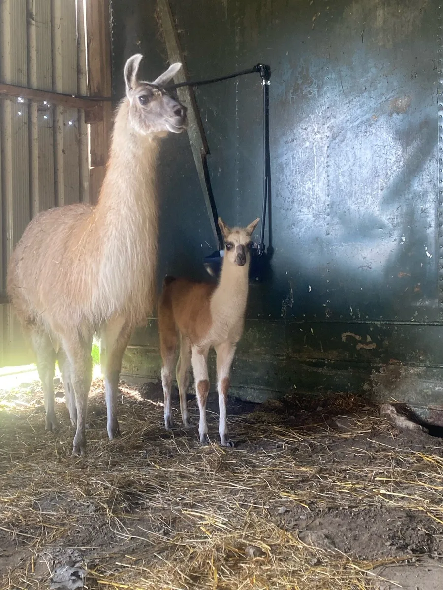 Llama with foal - Image 3