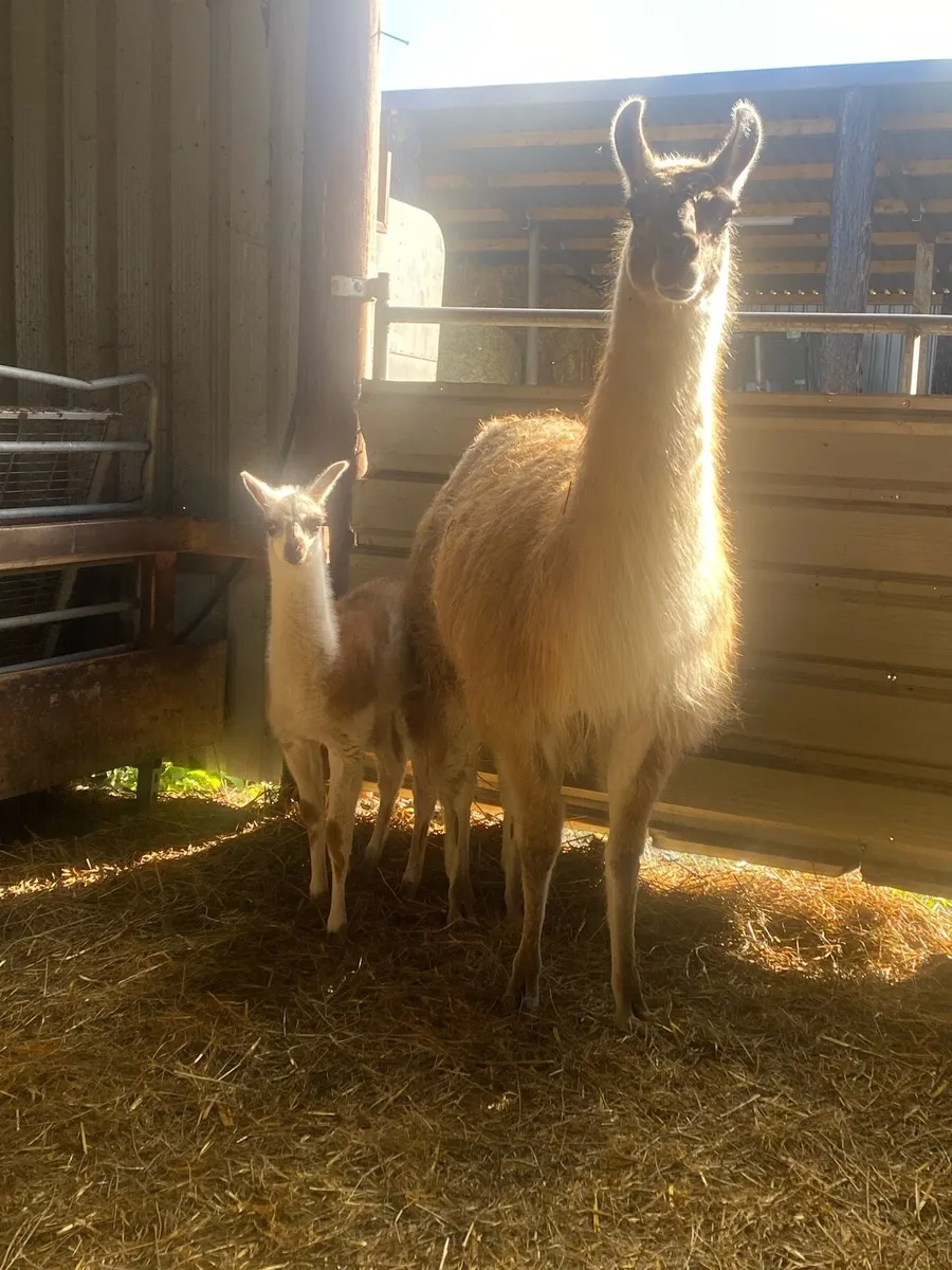 Llama with foal - Image 1