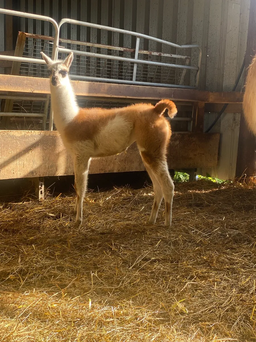 Llama with foal - Image 4