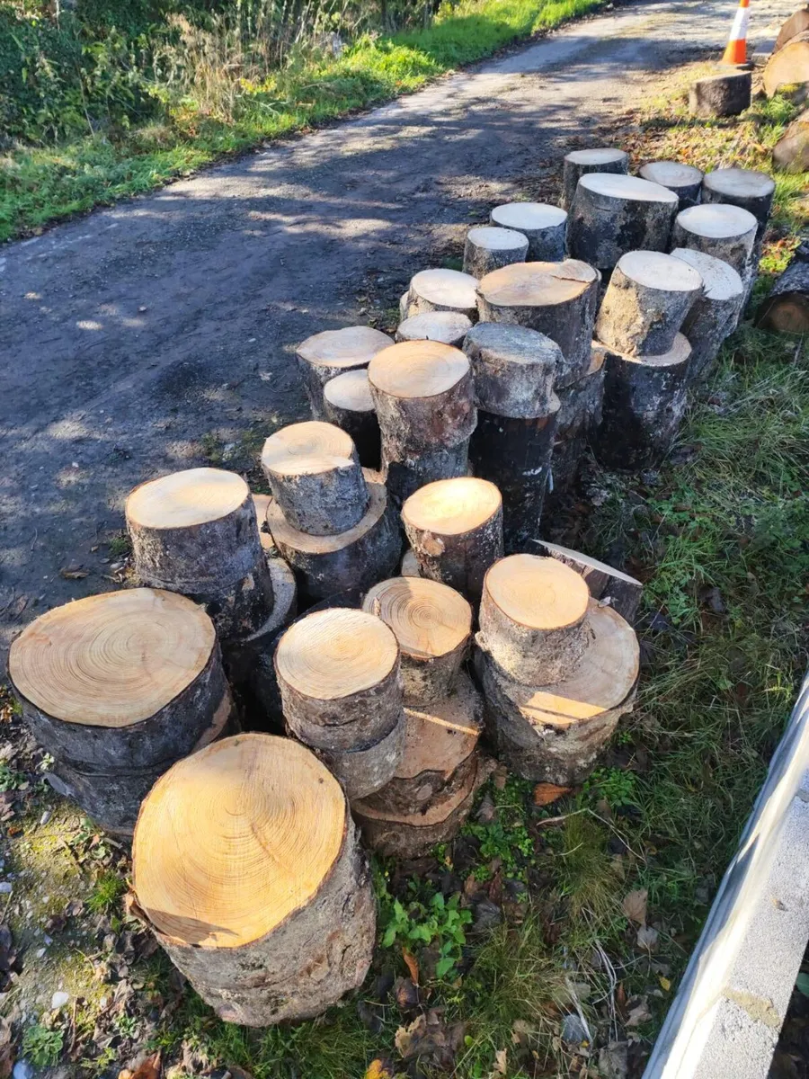 Timber logged for splitting - Image 1