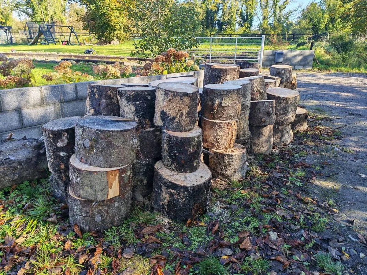 Timber logged for splitting - Image 2