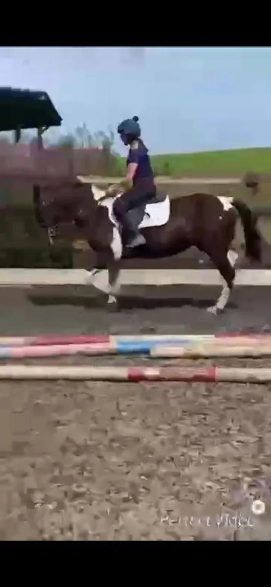 Piebald mare - Image 2