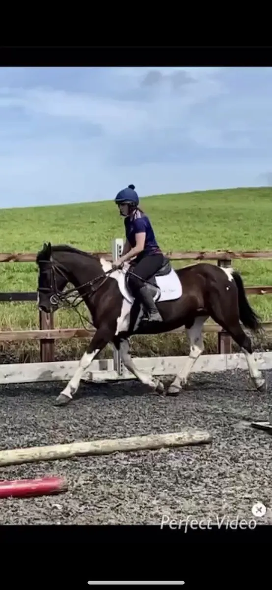 Piebald mare - Image 1