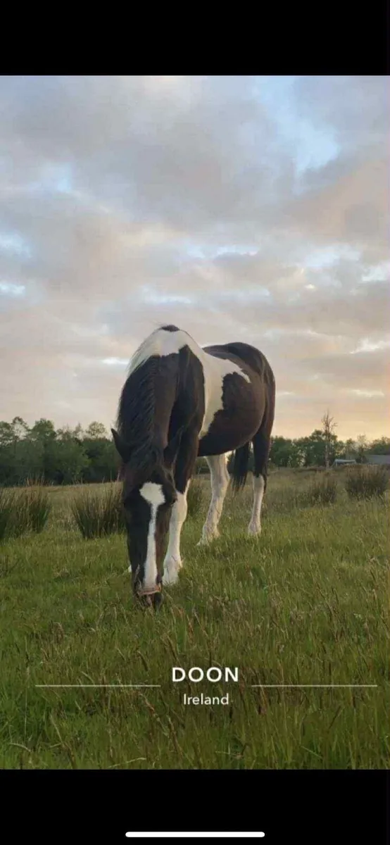 Piebald mare - Image 4