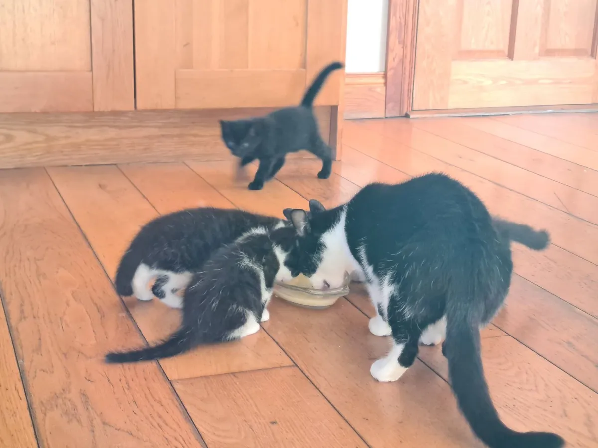 Kittens - Image 1