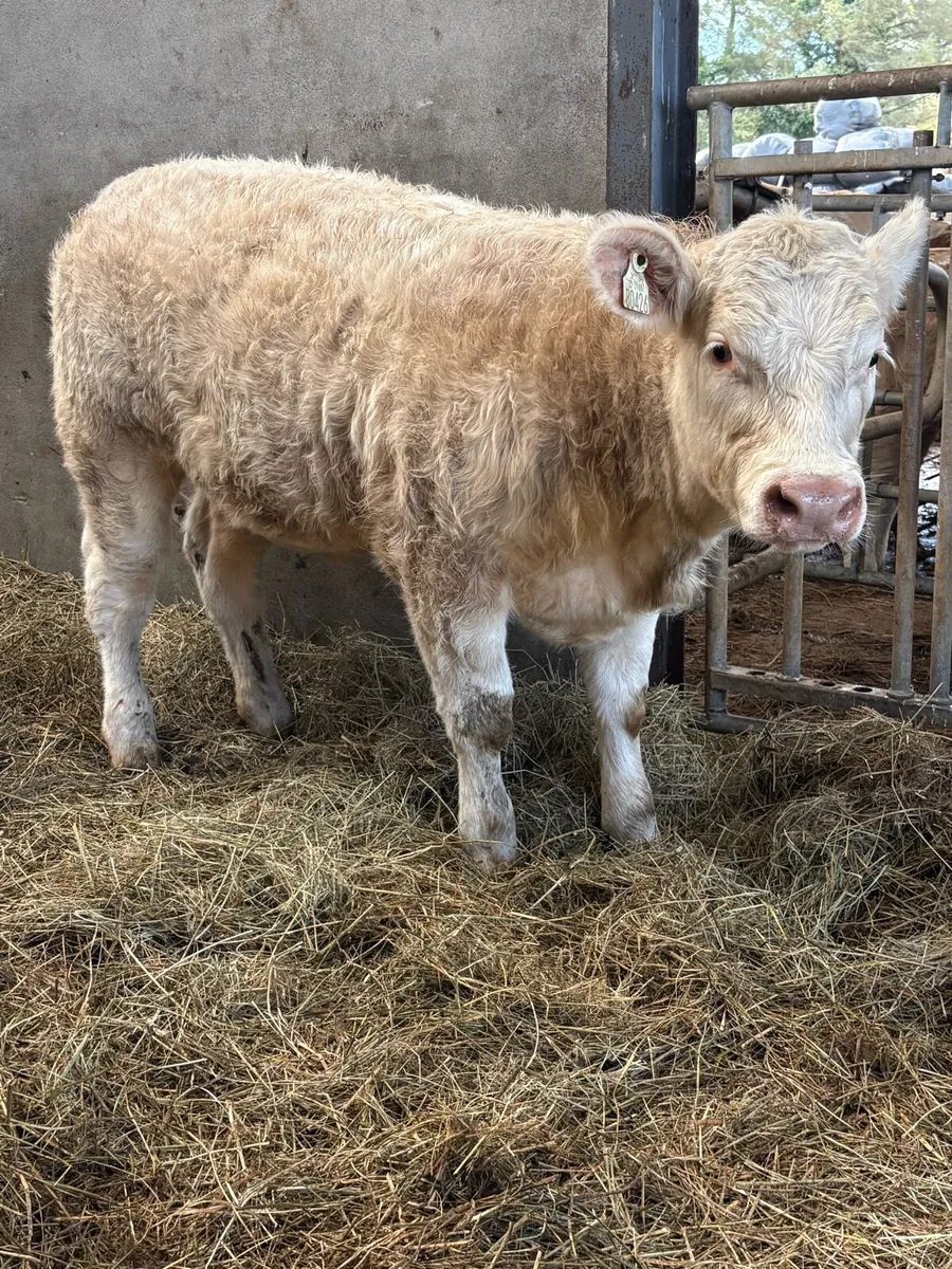 ⭐️⭐️super PBR Charolais Heifer ⭐️⭐️ - Image 1