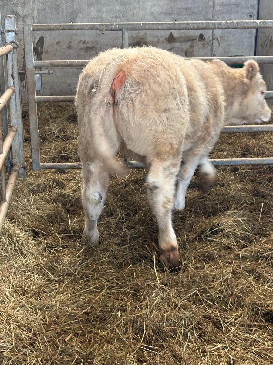 ⭐️⭐️super PBR Charolais Heifer ⭐️⭐️ - Image 2