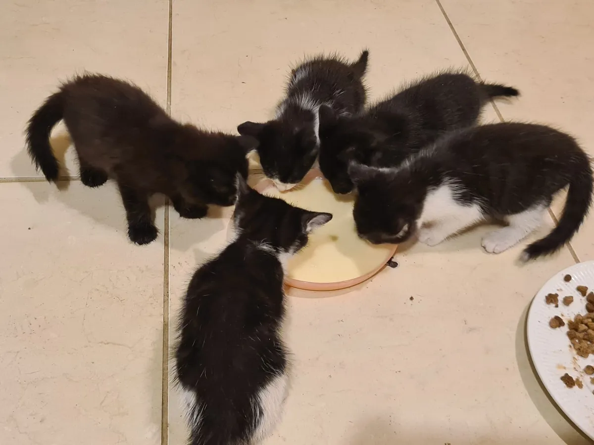Kittens - Image 2