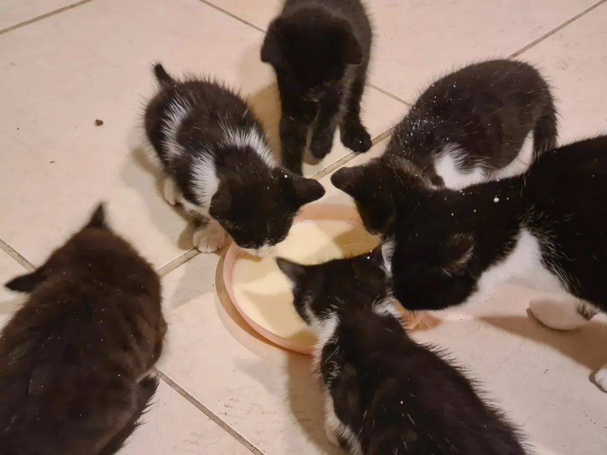Kittens - Image 4