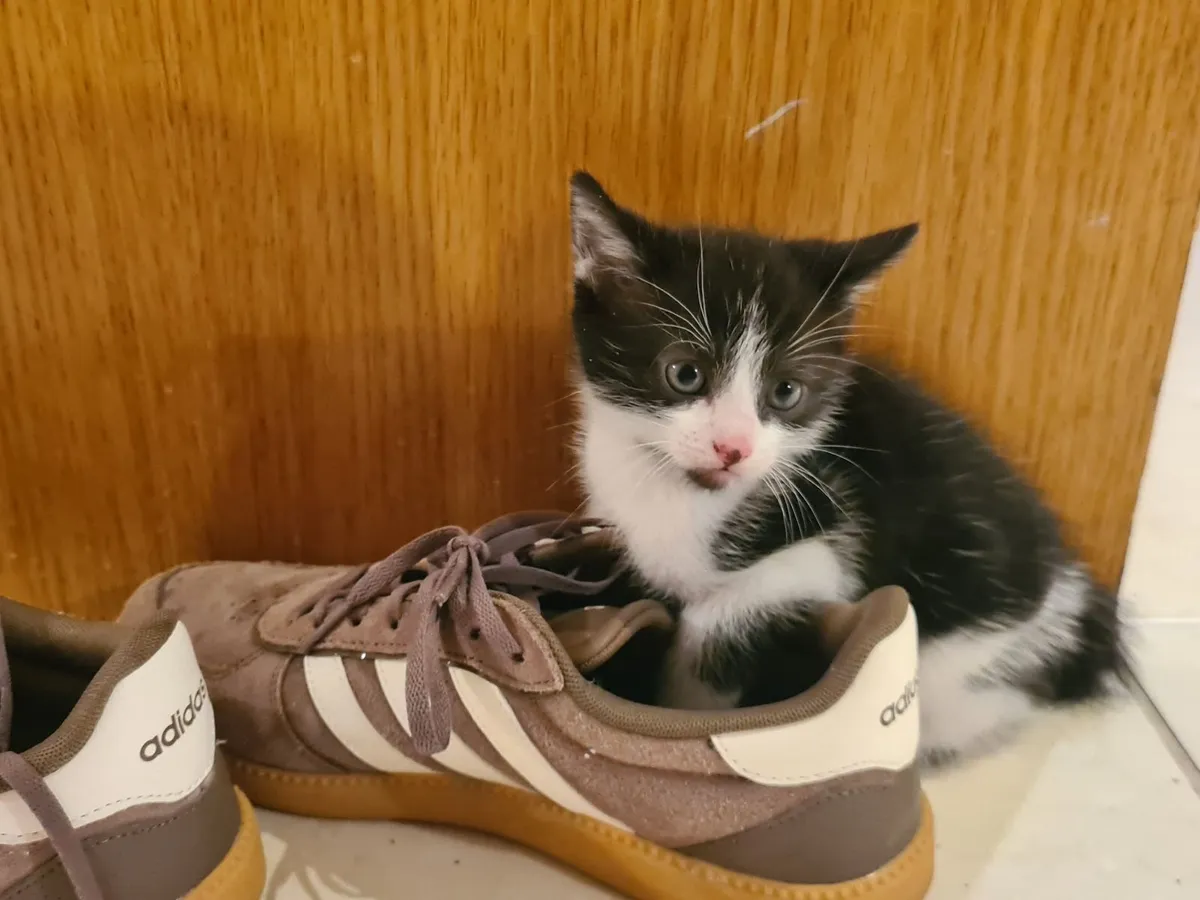 Kittens - Image 3