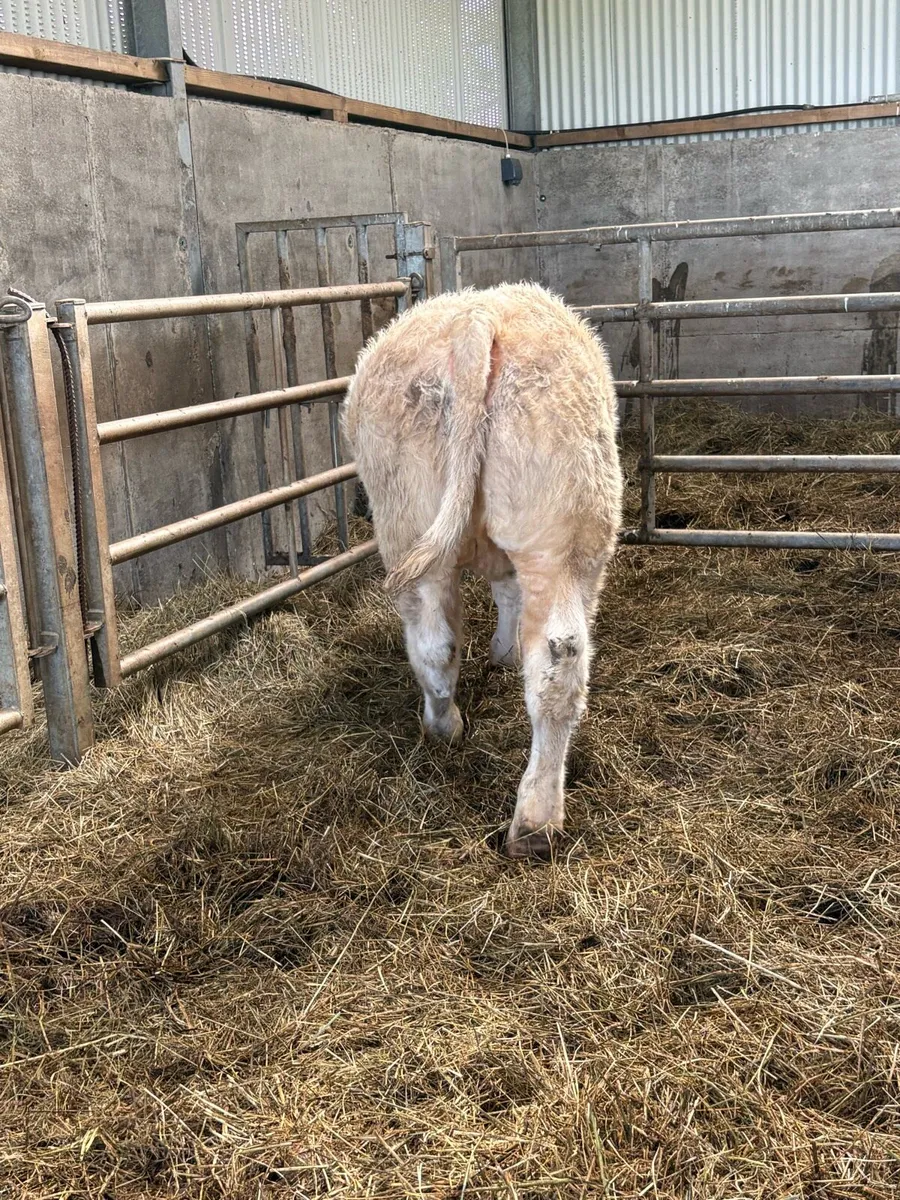 ⭐️⭐️super PBR Charolais Heifer ⭐️⭐️ - Image 3