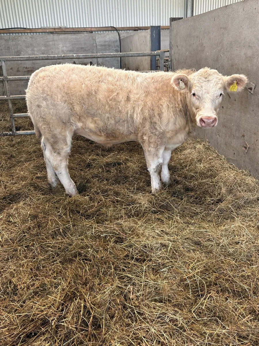 ⭐️⭐️super PBR Charolais Heifer ⭐️⭐️ - Image 4