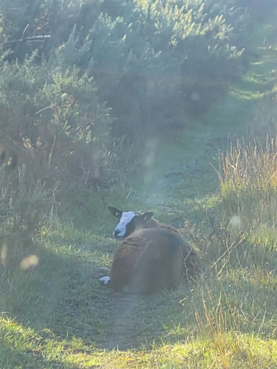 Sheep - Image 1