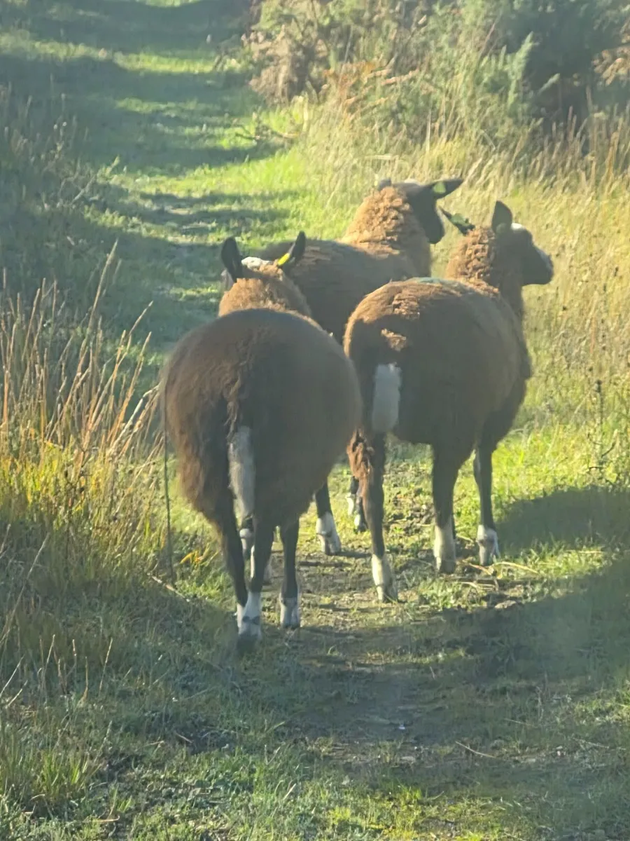Sheep - Image 2