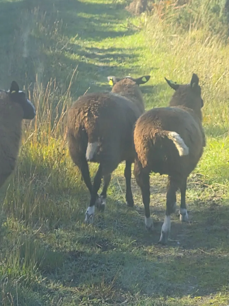 Sheep - Image 3
