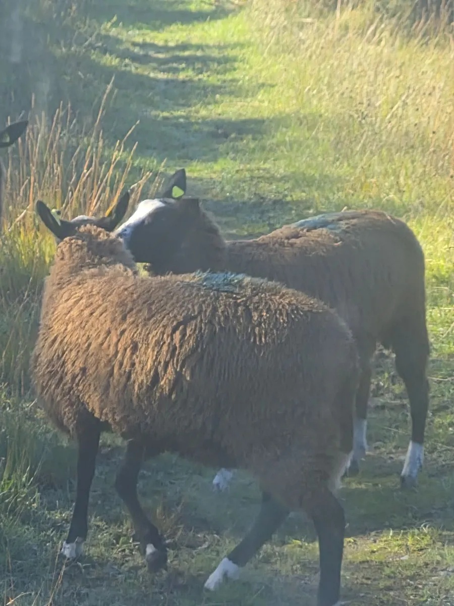 Sheep - Image 4
