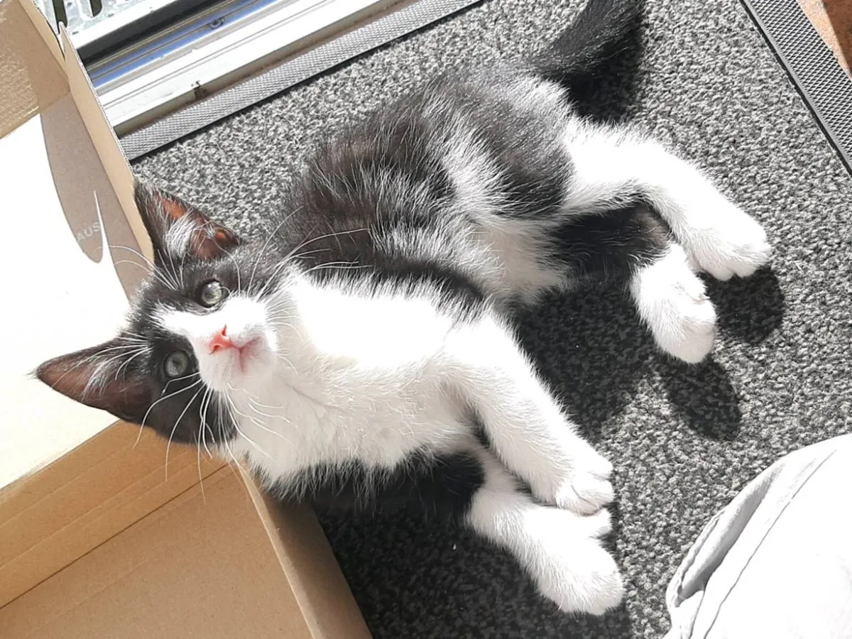 Kitten For Sale, 1 Left - Image 1