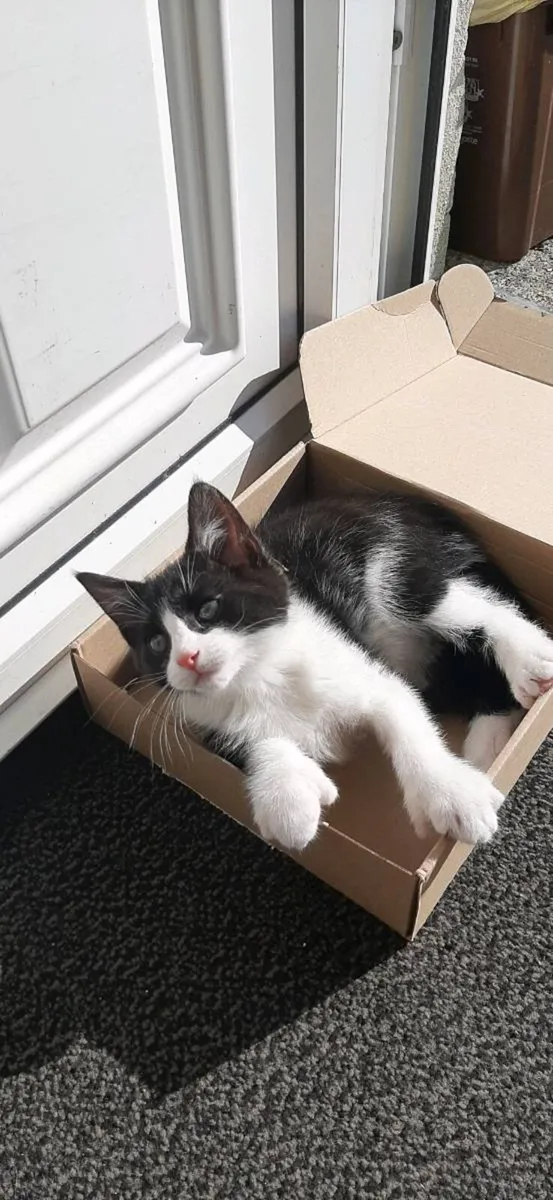 Kitten For Sale, 1 Left - Image 2