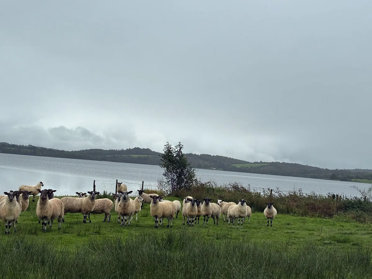 Mule Hoggets - Image 2