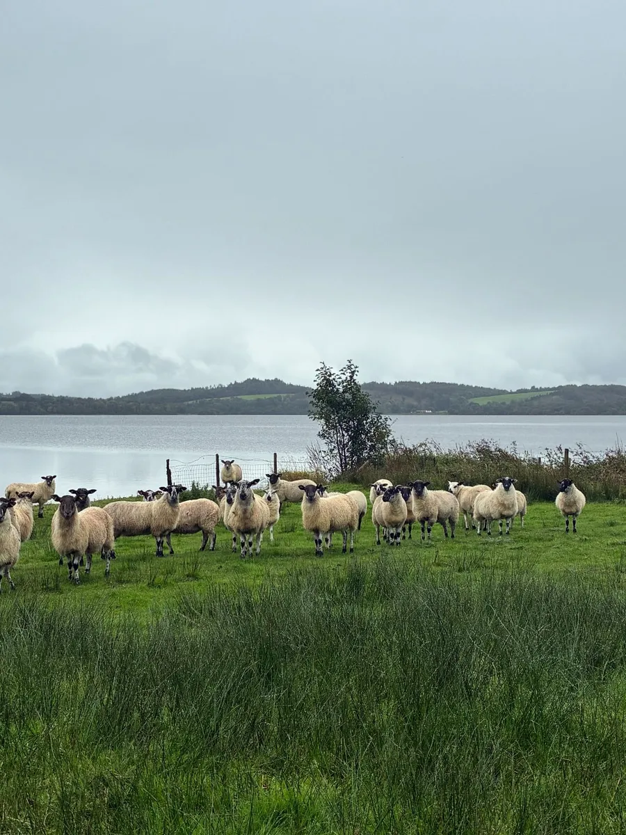 Mule Hoggets - Image 4